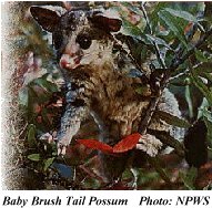 Baby brush tale possum