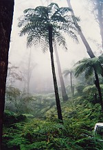 Tree Fern