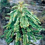 Wollemi Pine - Photo by National Parks & Wildlife
