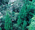 Wollemi Pine - Photo by National Parks & Wildlife