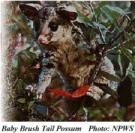 Baby brush tale possum